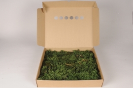 a008cd Green preserved fern moss 