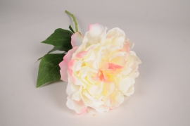 a852nn Cream artificial peony H57cm