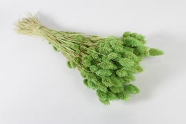 AB-000262 Green dried phalaris H63cm 