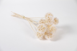 AB-000263 White dried scabiosa H35cm