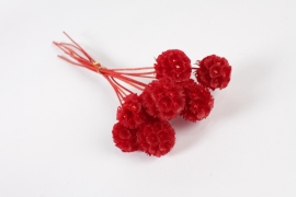 AB-000264 Red dried scabiosa H43cm