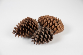 EC-000049 Pack of 12 natural maritime pine cones