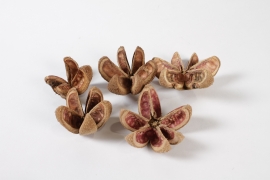 EC-000142 Natural dried kartoos flowers 