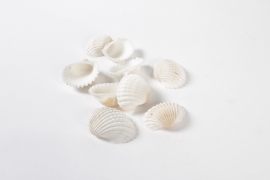 LW-000002 White Chippi shellfish 1kg