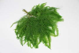 LW-000152 Green stabilized fern felci H45cm