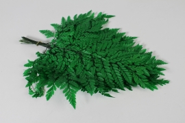 LW-000153 Green stabilized American fern H39cm