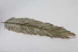 LW-000158 Natural dried palm leaf H200cm