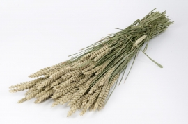 Natural dried wheat H80cm