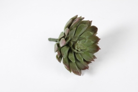 NN-000464 Light green artificial aeonium H13cm