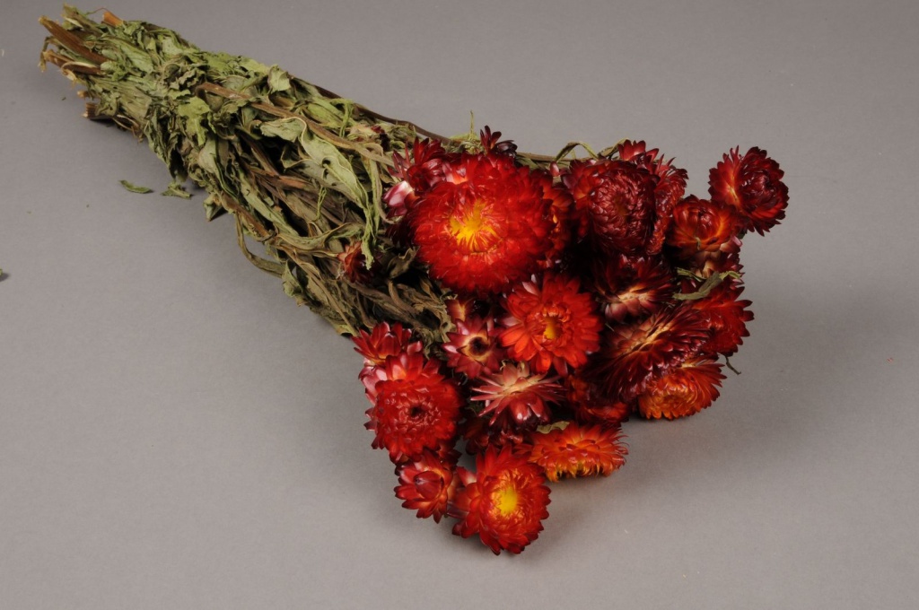 Red Natural Dried Helichrysum H46cm