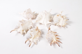 U7-000306 White lambis shells D12cm