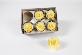 V2-000068 Box of 6 light yellow preserved roses