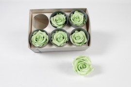 V2-000071 Box of 6 light green preserved roses