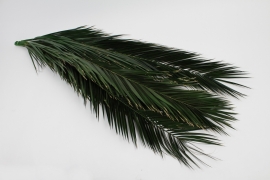 V2-000077 Green stabilized phoenix H140cm