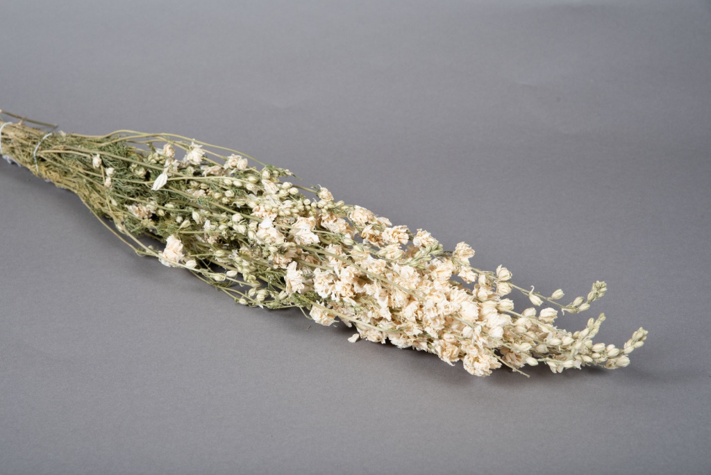 White natural dried delphinium H65cm