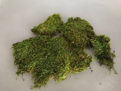 x070ab Green preserved moss