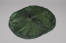 x071ab Pack of Green lotus leaves stabilized 