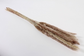 x089hm Natural dried gyneriums H80cm