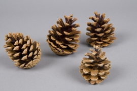 x124ec Natural pine cones