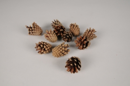 x125ec Natural pine cones