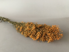 x156ab Orange preserved gypsophilia H75cm