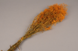 x156ab Orange preserved gypsophilia H75cm