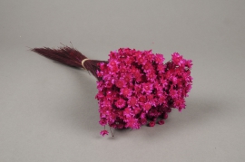 x205ab Bunch of fuchsia dried glixia H50cm 