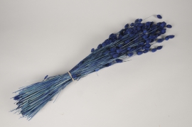 x369ab Blue dried phalaris H70cm