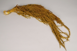 x484ab Yellow preserved amaranthus caudatus L90cm