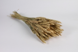 x507ab Natural dried wheat H68cm