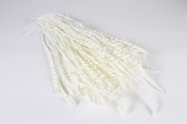 x950mi White dried palm fiber L63cm