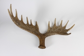 xy00di Polyresin elk antler L67cm H40cm